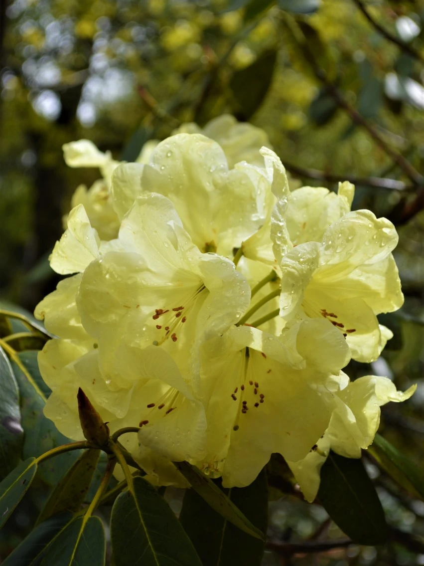 'Queen Elizabeth II'